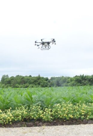 The use of drones for fertilization in nursery areas