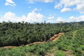 DSNG is Ranked in SPOTT’s Top 7 Global ESG Assessment for Palm Oil Companies